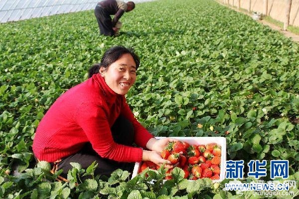 （服务专线）河北望都：草莓采摘忙