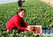 河北望都：草莓采摘忙