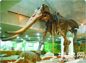 到中国古动物馆寻找记忆中的“黄河象”