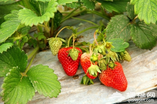 怀柔桥梓红莓园草莓已成熟 等游客采摘