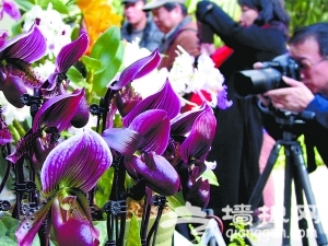 北京植物园兰花展 万盆兰花闹元宵