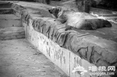 北京动物园北极熊生活条件差引质疑