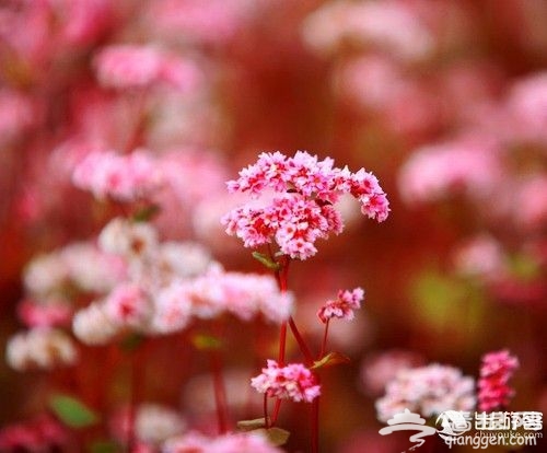 10处赏春采风地 拍出2013年的明媚春光