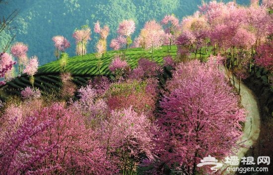 云南的樱花季