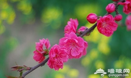 点击图片进入下一页