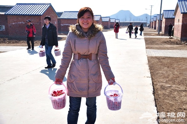 北京草莓采摘进入旺季 市民周末举家出游[墙根网]