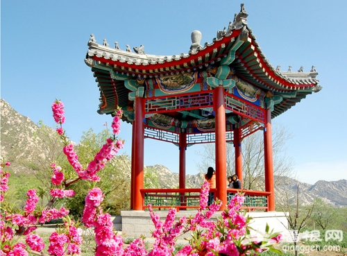 北京凤凰岭公园将举办第十一届杏花节