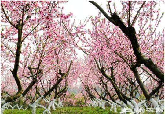 2013北京平谷桃花节(时间/门票/交通)