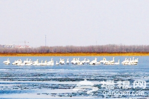 百余白天鹅衡水湖“约会”[墙根网]