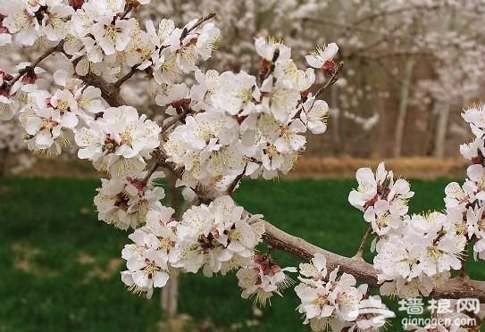 盛开的桃花
