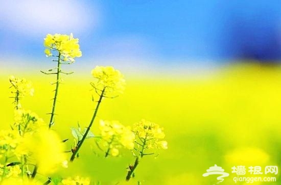 郑州为数不多的油菜花田