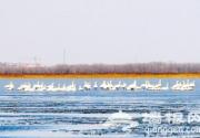 百余白天鹅衡水湖“约会”