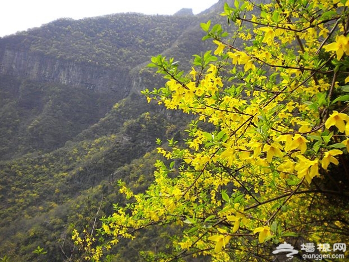 2013辉县第七届关山连翘黄花文化节 赏花、登山、品茶[墙根网]