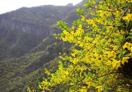 2013辉县第七届关山连翘黄花文化节 赏花、登山、品茶
