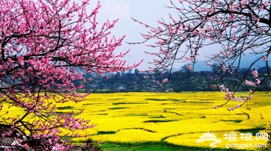 2013年踏春赏花季：三四月婺源旅游全攻略[墙根网]