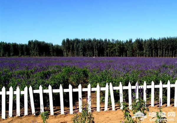 2013北京生态游 植树节还我蓝天播下希望的种子