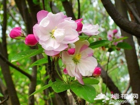 张家口怀来盛开的海棠花 张家口怀来盛开的海棠花