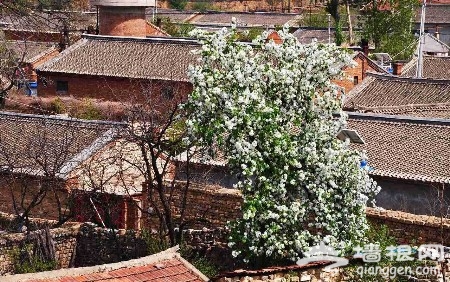 北京踏青赏花好去处 吃开河鱼住农家院(旅游攻略)