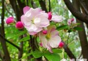 初春赏花正当时 京西怀来赏海棠