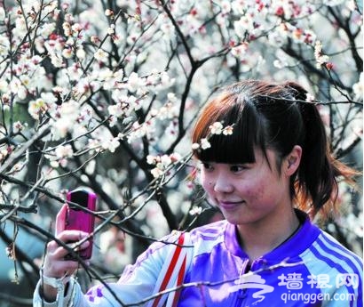 2013太湖梅花节迎首个赏梅高峰 入园人数创新高