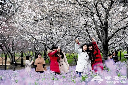 2013武汉东湖樱花节昨日开幕