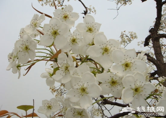梨花