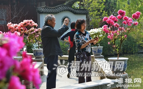 2013首届西湖大梦山杜鹃花节开幕　珍稀品种亮相