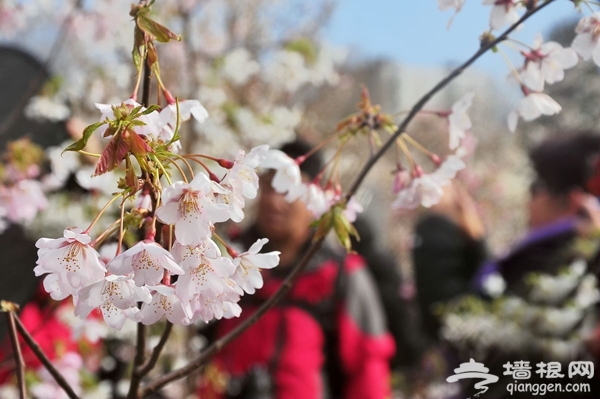 清明踏青赏樱花 2013玉渊潭樱花节攻略
