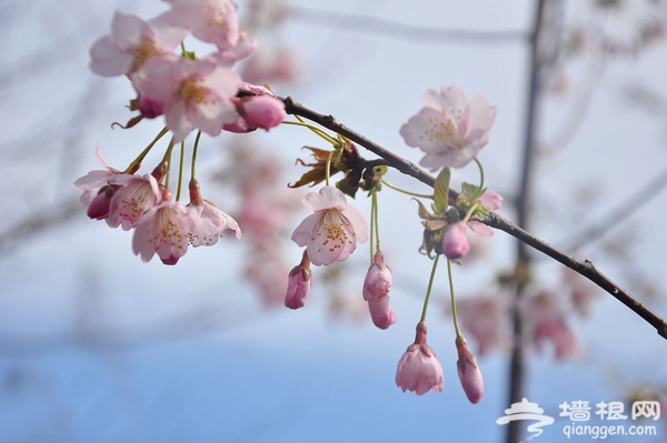 清明踏青赏樱花 2013玉渊潭樱花节攻略