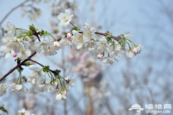 清明踏青赏樱花 2013玉渊潭樱花节攻略