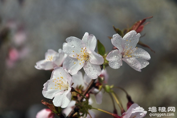 清明踏青赏樱花 2013玉渊潭樱花节攻略