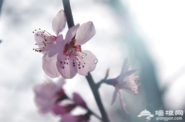 清明踏青赏樱花 2013玉渊潭樱花节攻略