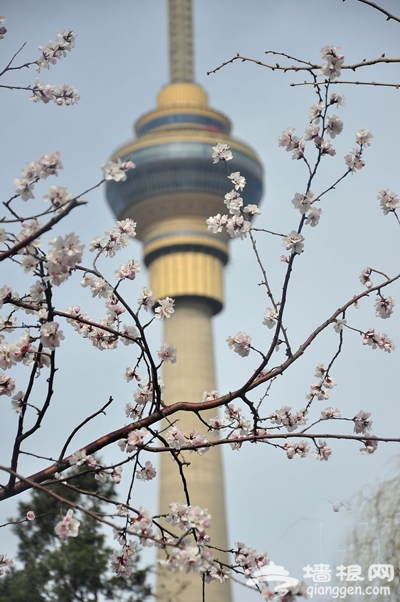 清明踏青赏樱花 2013玉渊潭樱花节攻略