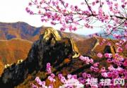 2013清明小长假 怀柔渤海踏青赏梅