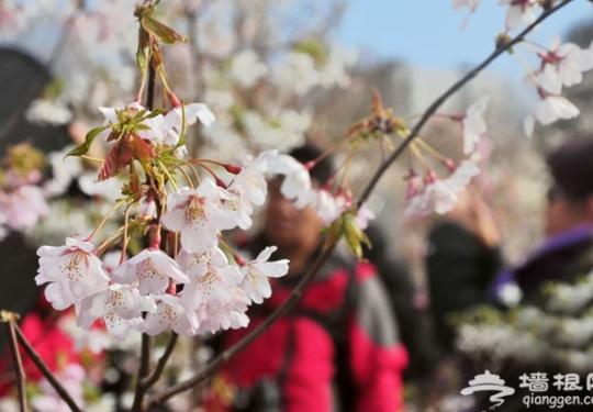 2013玉渊潭樱花节攻略