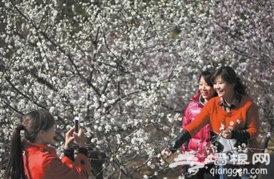 2013北京植物园桃花节八景争艳