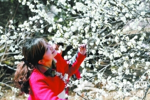 2013北京植物园第25届桃花节今天开幕