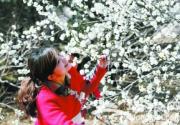 2013北京植物园第25届桃花节今天开幕