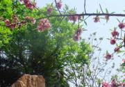 2013百望山森林公园山花节即将开幕