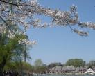 2013北京清明节去哪玩?踏青赏花京郊游