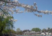 2013北京清明节去哪玩?踏青赏花京郊游