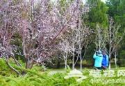 奥运森林公园观花植物绽放
