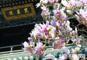 京城何处赏玉兰