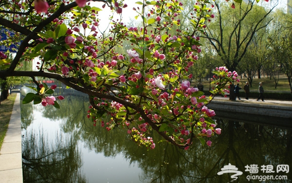 海棠笑迎客 留步看花溪 元大都遗址公园第十六届海棠花节 