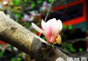 2013北京踏青赏花节攻略