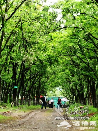 湖北发布四月赏花线路 槐花杜鹃竞相怒放[墙根网]