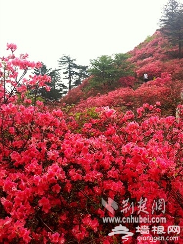 湖北发布四月赏花线路 槐花杜鹃竞相怒放[墙根网]