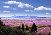 2013平谷桃花音乐节详细攻略