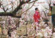 京西地区赏花节“扎堆”