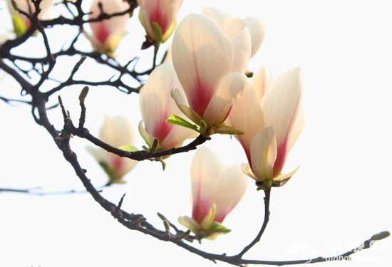 春光灿烂京郊热门赏花地推荐